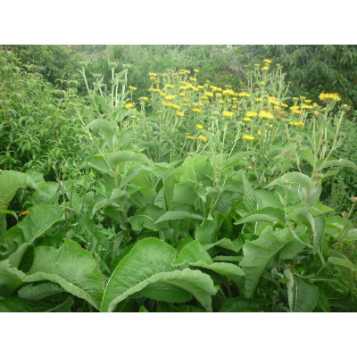 Elecampane