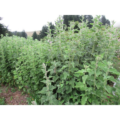 Marshmallow plants