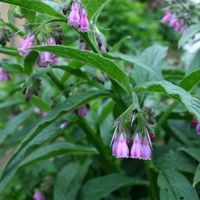 Comfrey