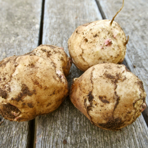 Jerusalem Artichokes