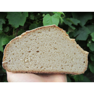 Gluten-Free Sourdough Starter