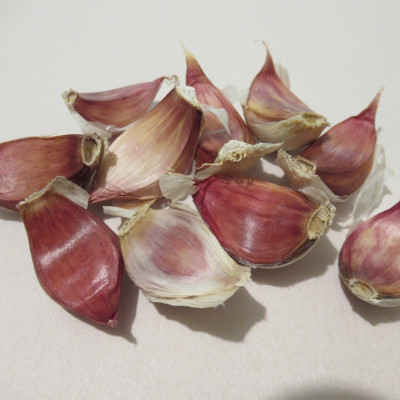 Seed Garlic