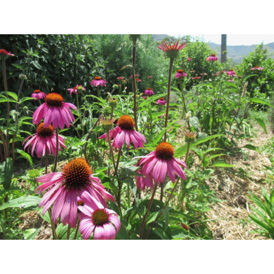 Echinacea crown