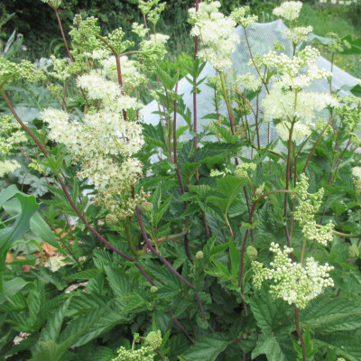 Meadowsweet crown