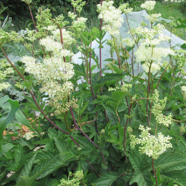 Meadowsweet crown
