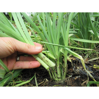 Multiplying Leeks