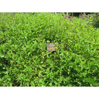 Skullcap plants