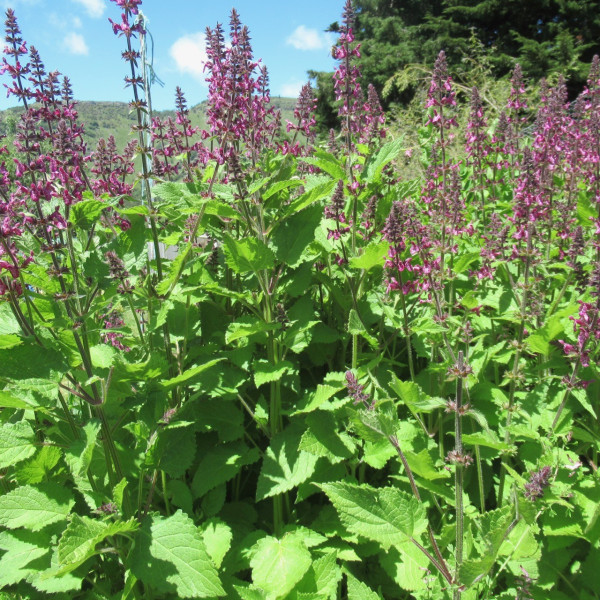Woundwort seedlings