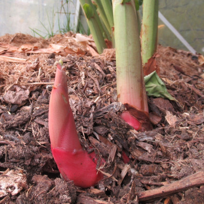 White Ginger Plant