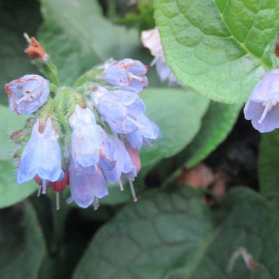 Evergreen Dwarf Comfrey plant