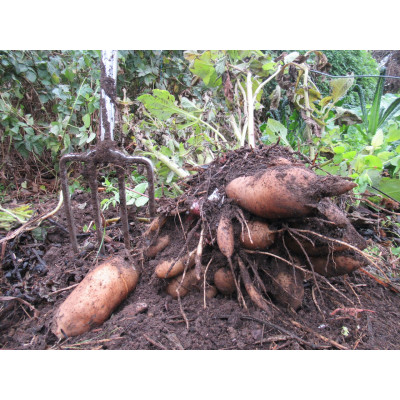 Yacon Crown