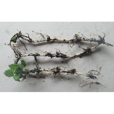 Woundwort seedlings
