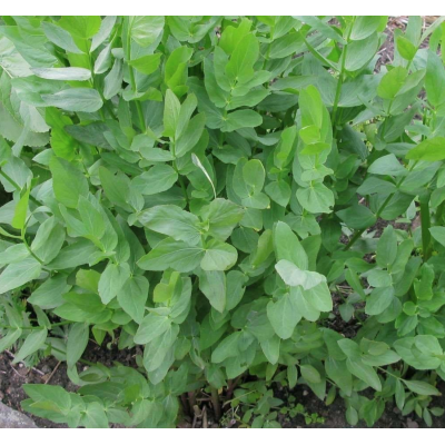 Skirret Crown