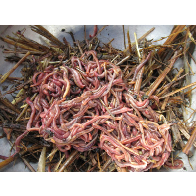 Composting Worms for Worm Farm