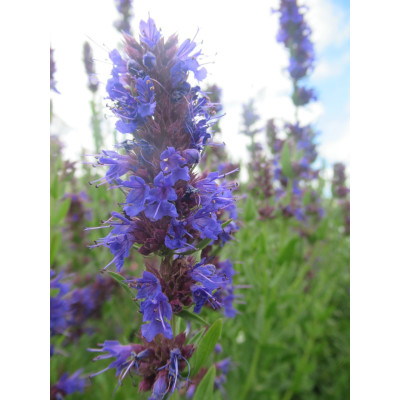 Hyssop dried leaves and flowers