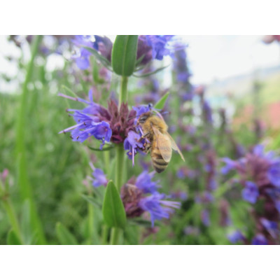 Hyssop dried leaves and flowers