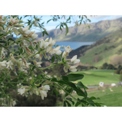 Regenerative Management of a Lifestyle Block