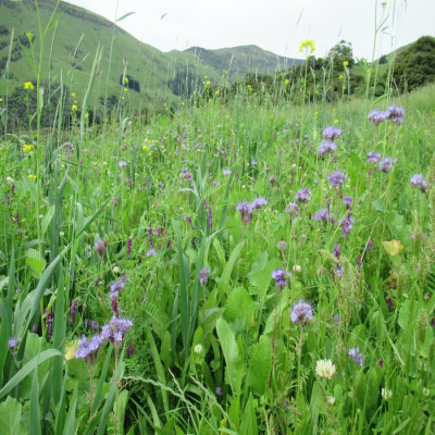 Regenerative Management of a Lifestyle Block