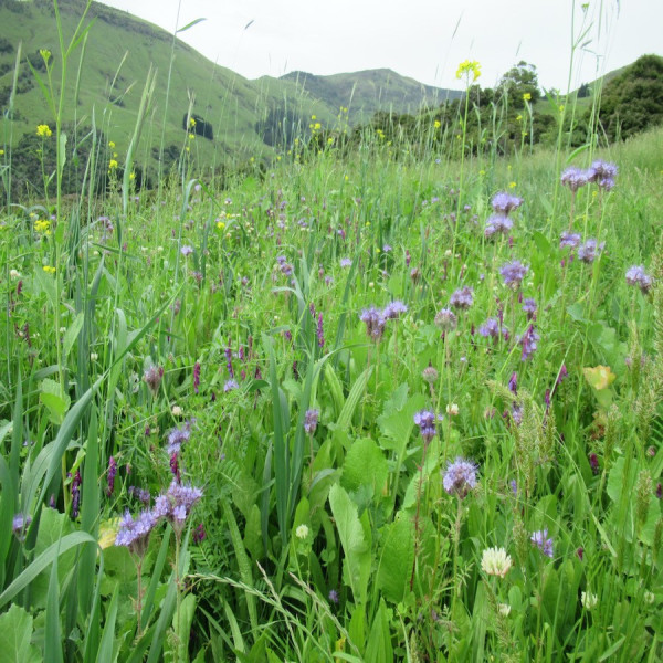 Regenerative Management of a Lifestyle Block