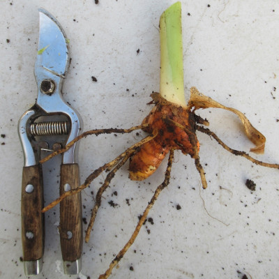 Turmeric crowns