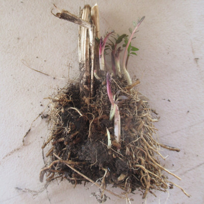 Valerian Crowns (Valeriana officinalis) | Organic Medicinal Herb Plants NZ