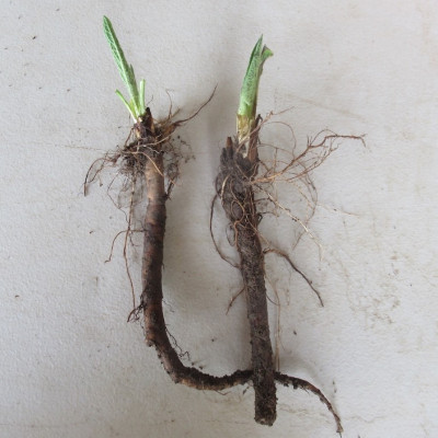 Russian Comfrey Crowns (Symphytum × uplandicum) | Organic Medicinal Plants NZ