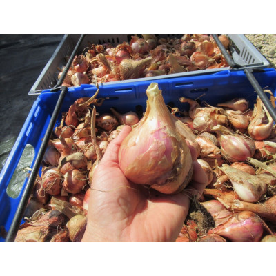Egyptian Walking Onions
