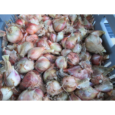 Egyptian Walking Onions