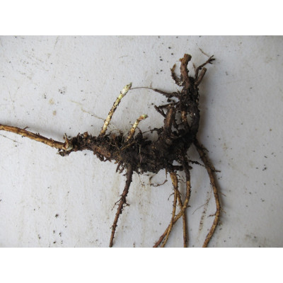 French Tarragon