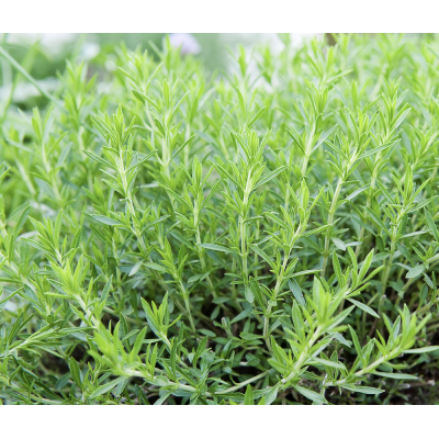 French Tarragon