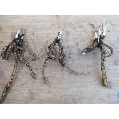 Skirret Crown