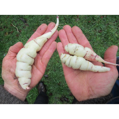 Mashua Tubers