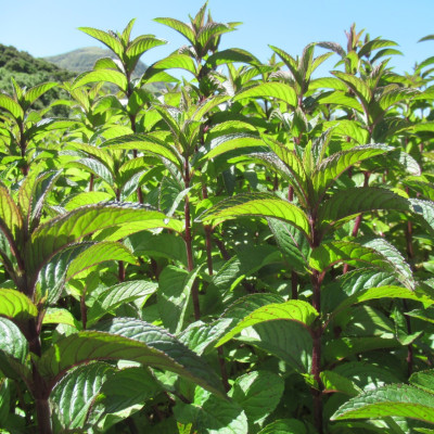 Peppermint seedlings