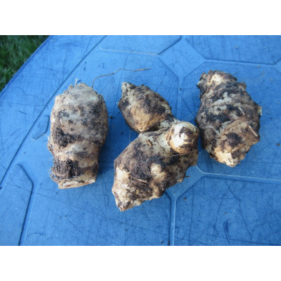 Jerusalem Artichokes