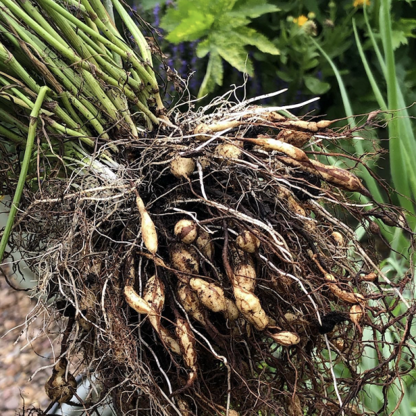 Earth Chestnut Plant