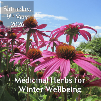 Medicinal Herbs for Winter Wellbeing
