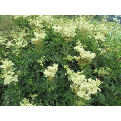 Meadowsweet dried leaves and flowers