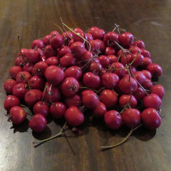 Fresh Hawthorn Berries