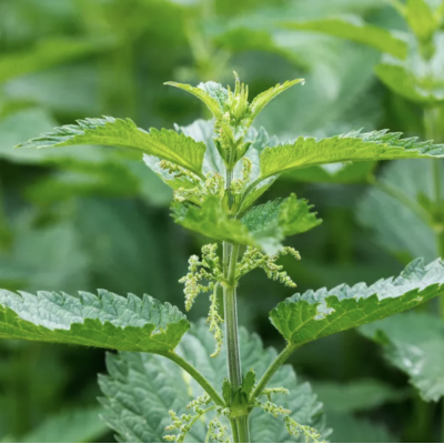 Nettle Tincture, Stinging Nettle Extract