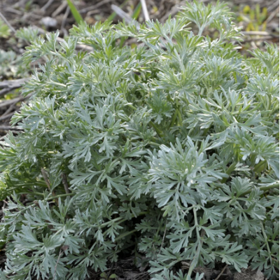 Wormwood Crown