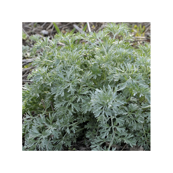 Wormwood Crown