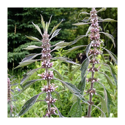 Motherwort plant