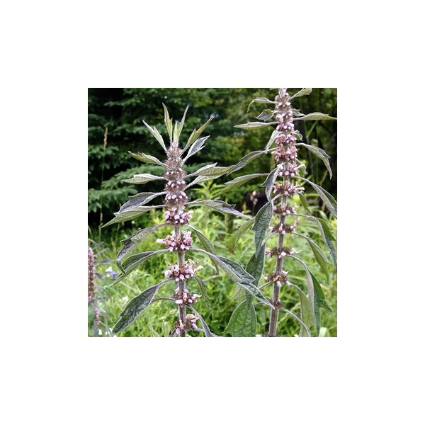 Motherwort plant