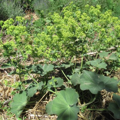 Lady's Mantle plant