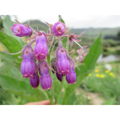 Medicinal Comfrey (Symphytum officinale) | Organic Medicinal Plants NZ