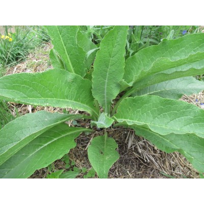 Medicinal Comfrey (Symphytum officinale) | Organic Medicinal Plants NZ