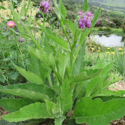 Medicinal Comfrey (Symphytum officinale) | Organic Medicinal Plants NZ