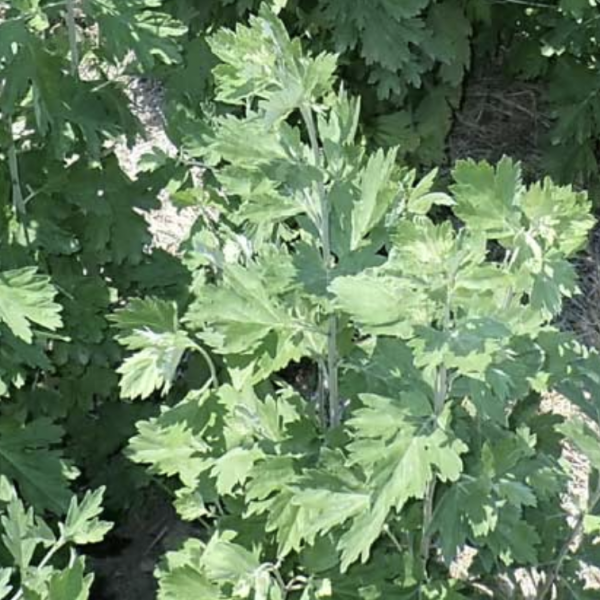 Yomogi Plants