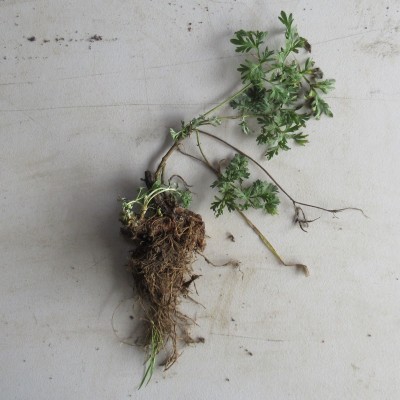 Wormwood Crown