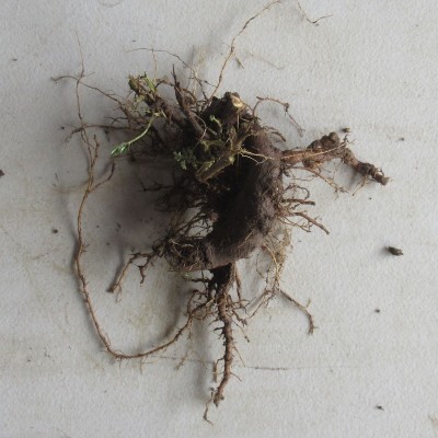 Wormwood Crown